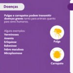 Bravecto Carrapatos Antipulgas Cães De 20 A 40 Kg Msd 1000mg